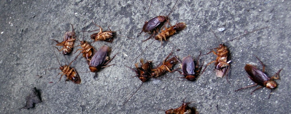calor e o cuidado com os insetos